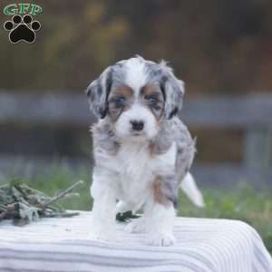 Honey, Cavapoo Puppy